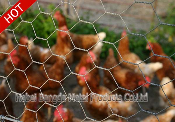 Chicken Wire Cage
